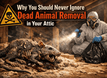 Why You Should Never Ignore Dead Animal Removal in Your Attic